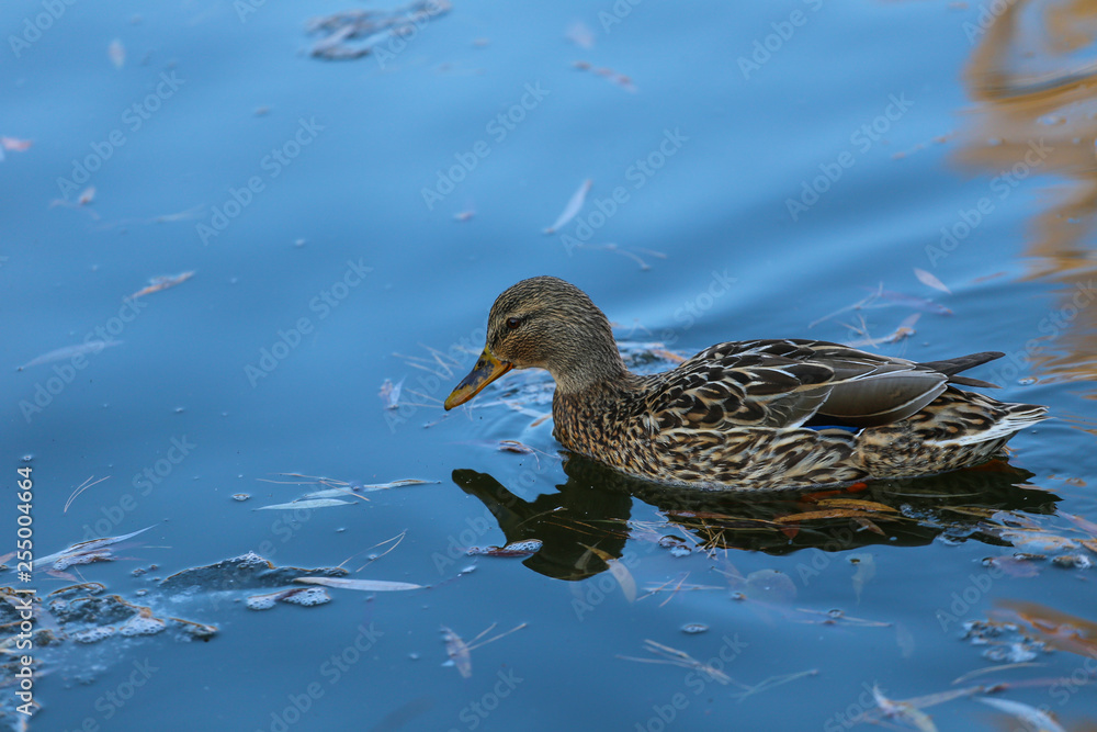 Ducks on winter lake Ducks on winter lake