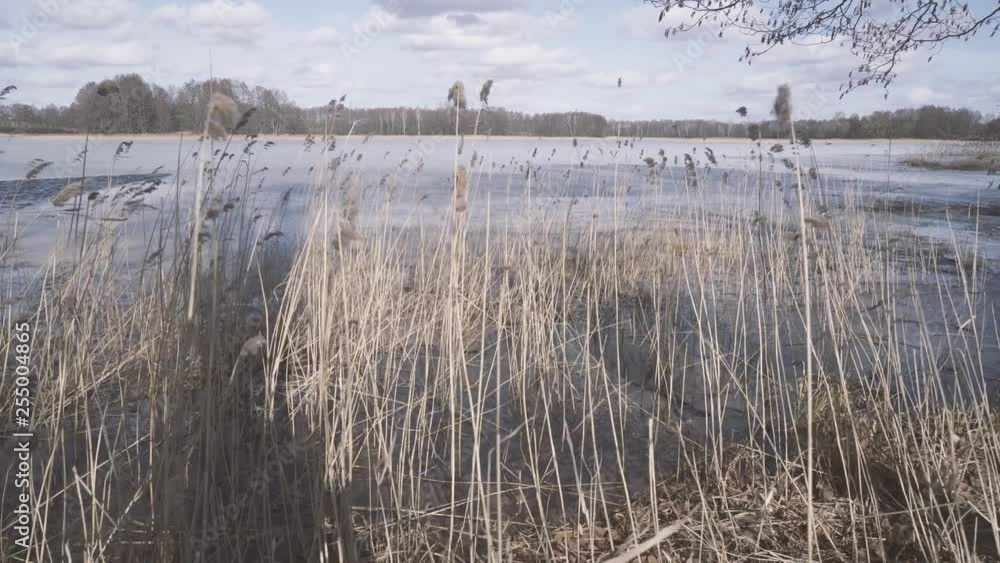 Reeds in reed bed swaying in gale force wind in winter. A strong, gusty wind sways the plants along the frozen water of the lake. Reeds in reed bed swaying in gale force wind in winter. A strong, gusty wind sways the plants along the frozen water of the lake.