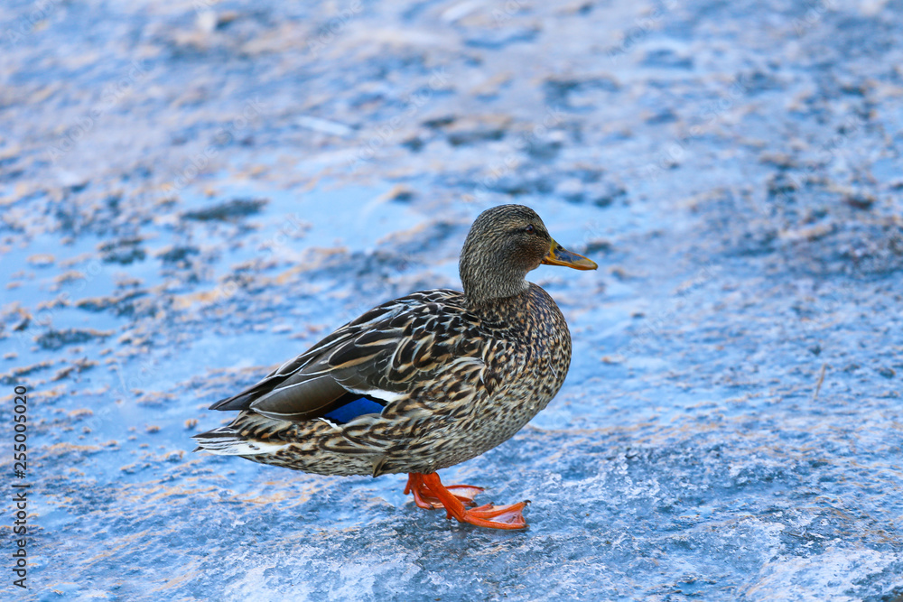 Ducks on winter lake 