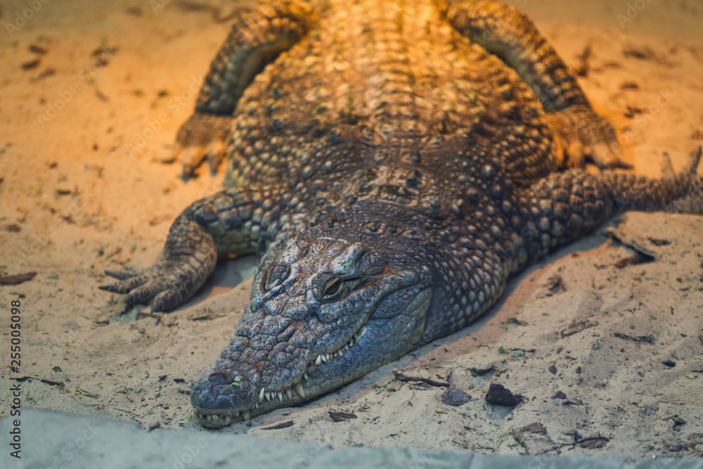 Fototapeta premium Crocodile ling on sand 