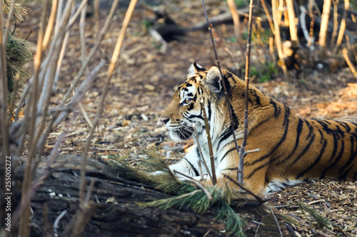 amur tiger in forest 