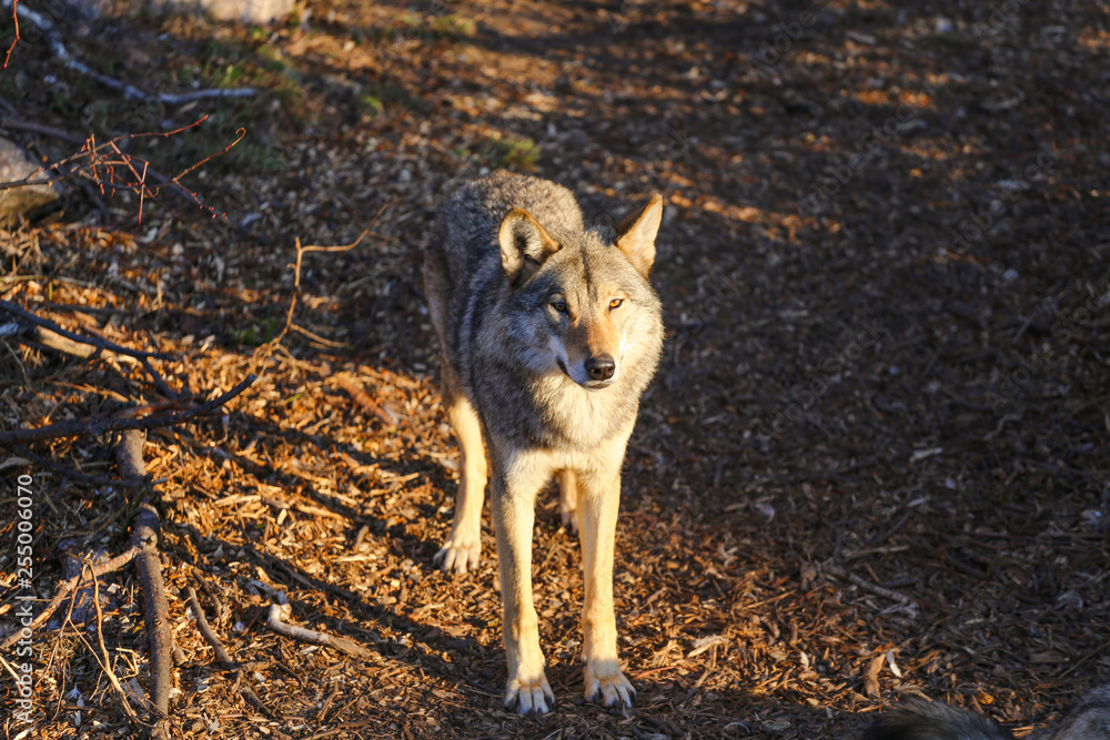 Obraz premium wild wolf in forest 