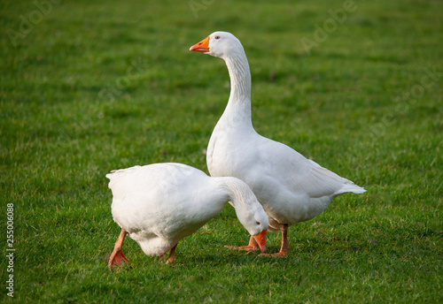 couple of white house gooses at green meadow © Bertold Werkmann