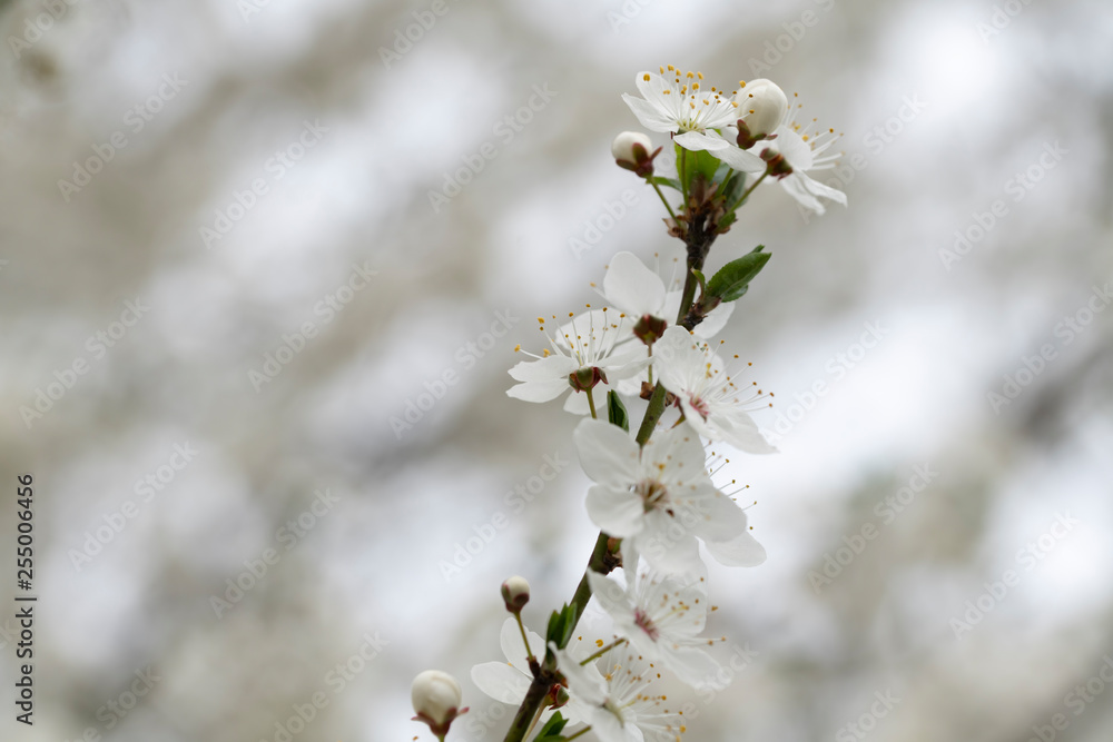 The bee collects honey on the colors of the wild plum in the spring The bee collects honey on the colors of the wild plum in the spring