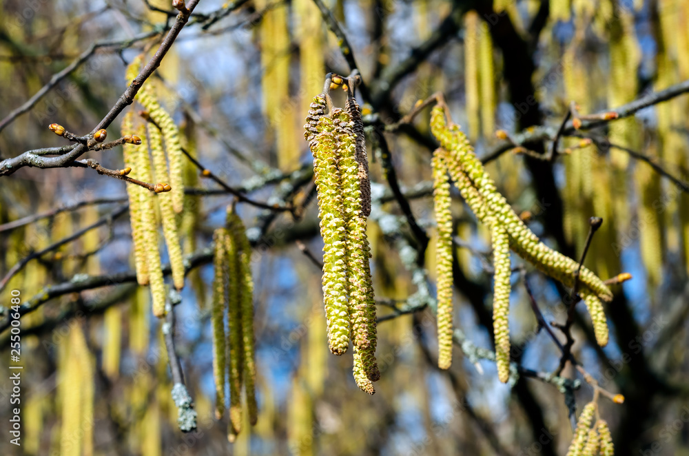 The young yellow-green blooming long catkins on alder tree (Alnus) branches in early spring season The young yellow-green blooming long catkins on alder tree (Alnus) branches in early spring season