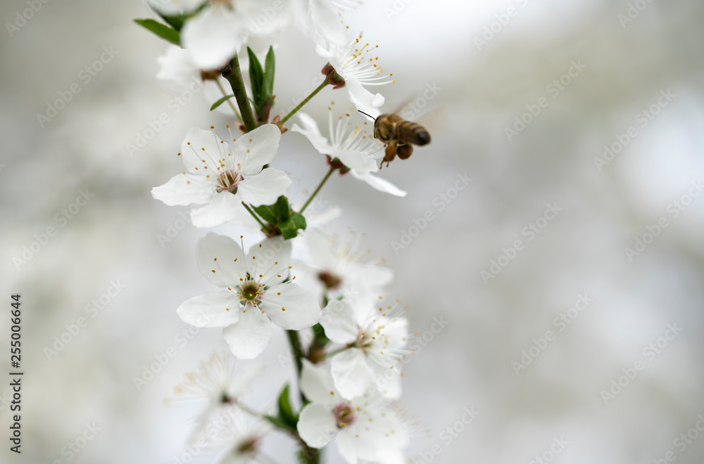 The bee collects honey on the colors of the wild plum in the spring The bee collects honey on the colors of the wild plum in the spring