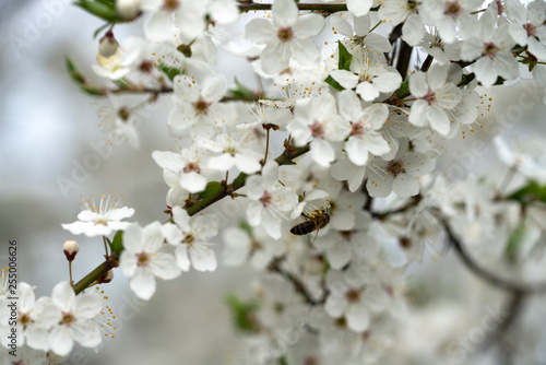 The bee collects honey on the colors of the wild plum in the spring