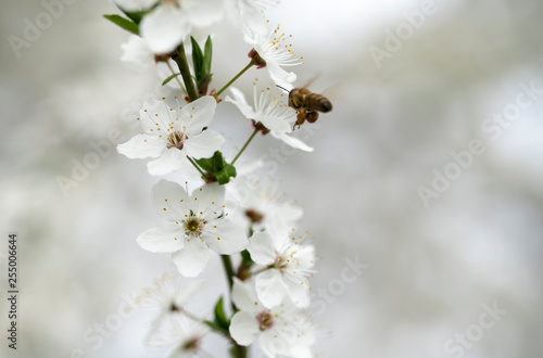 The bee collects honey on the colors of the wild plum in the spring