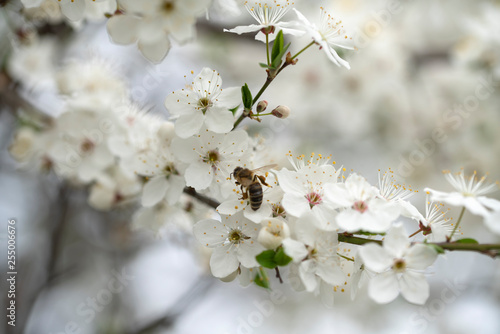 The bee collects honey on the colors of the wild plum in the spring