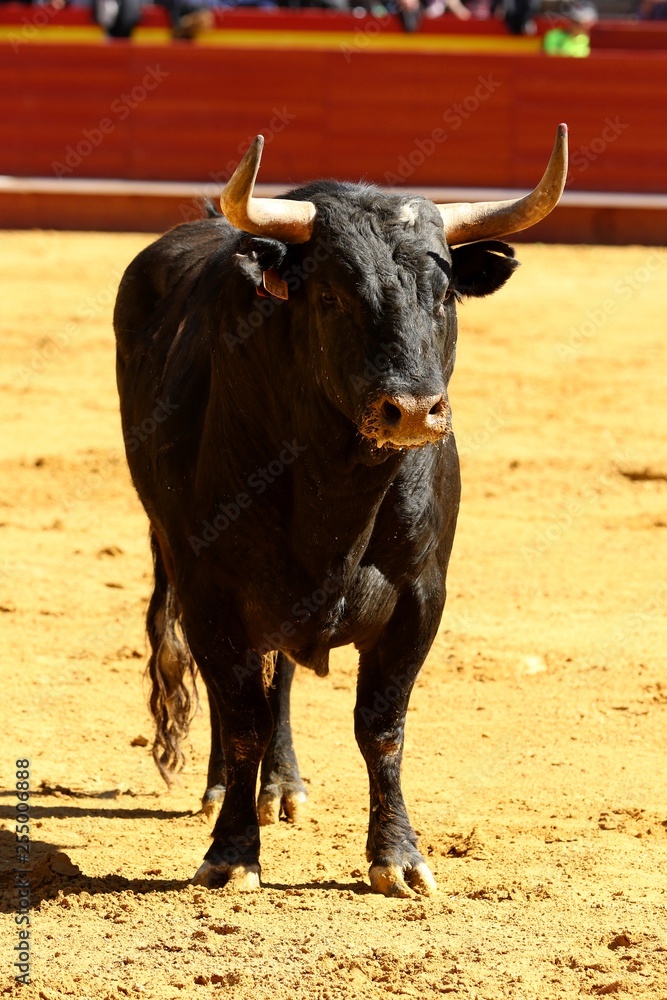 toros