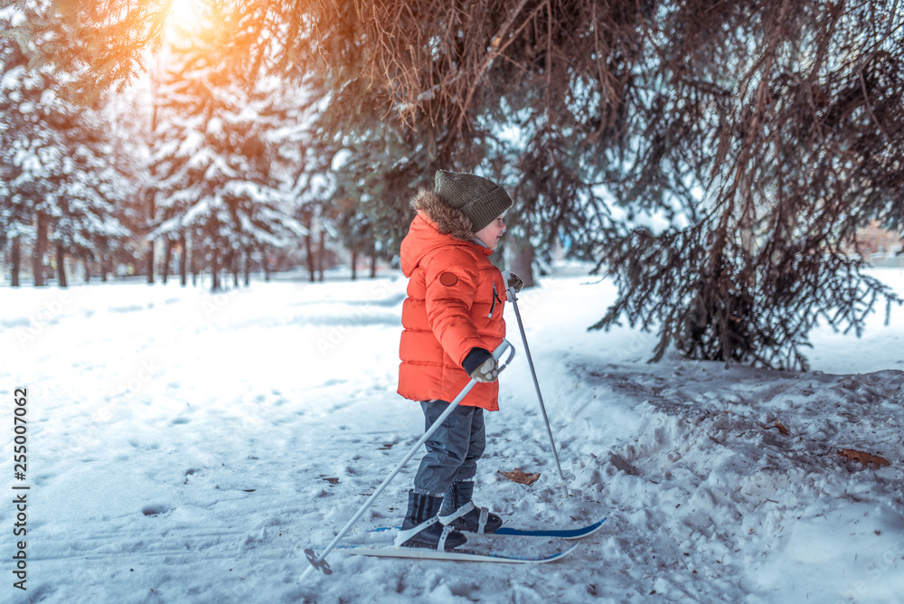 Little boy 3-5 years old, in park in winter walks on children's skis. It stands in full growth under green tree in snow, first steps in sport, free space for text. Training young children open air.