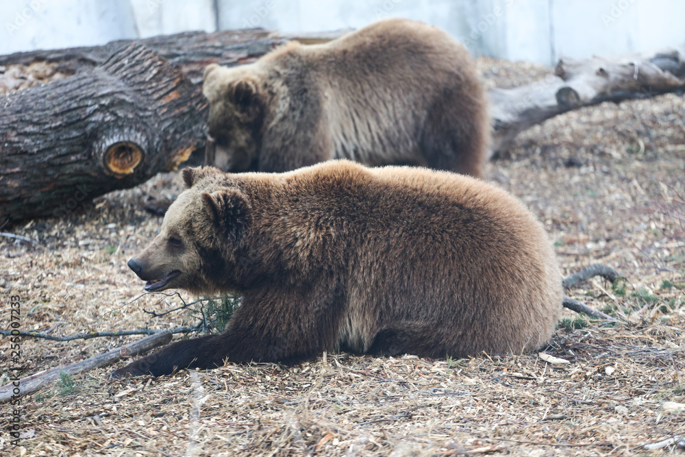 Couple of brown bears playing at the zoo Couple of brown bears playing at the zoo