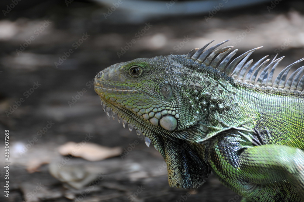 iguana punkera