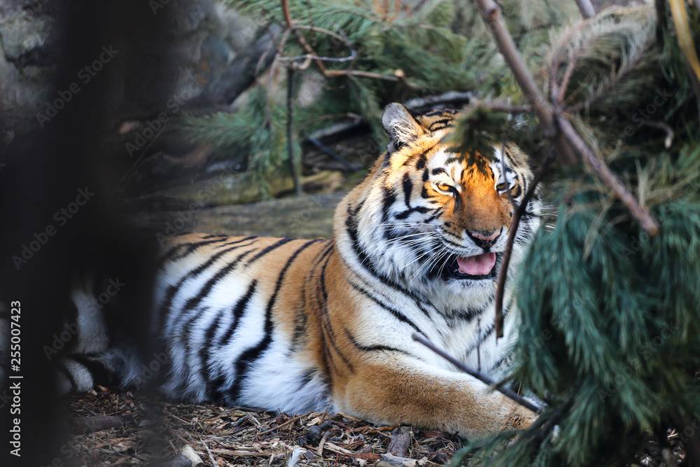 Obraz premium Close up of Amur tiger in zoo with free pine tree 