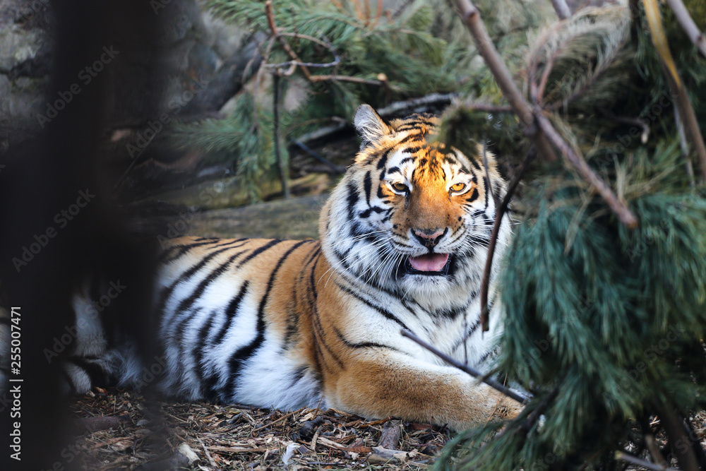 Naklejka premium Zamknij się tygrysa amurskiego w zoo z bezpłatną sosną