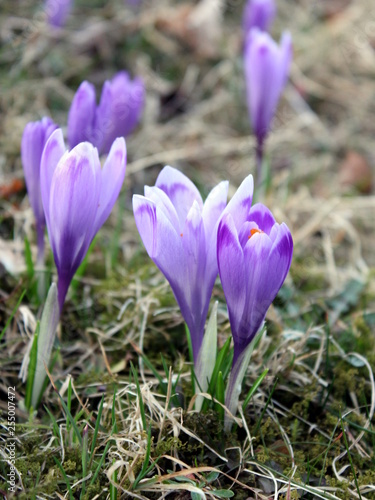 Purple spring meadow flowers in nature