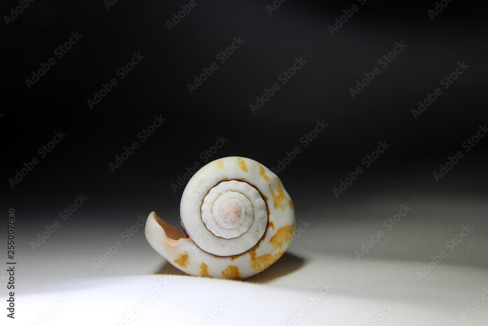 shell shell