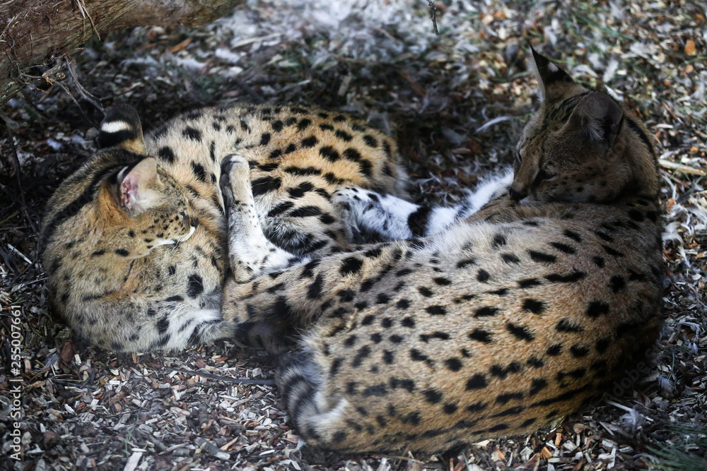 Obraz premium Close up of two small snow lynx in zoo