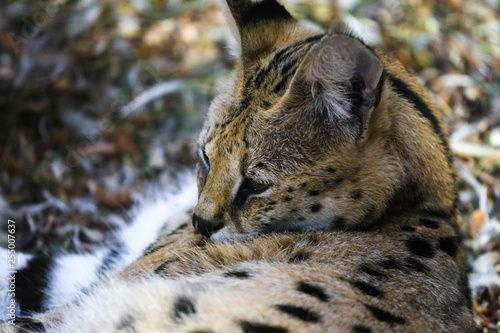 Close up of two small snow lynx in zoo