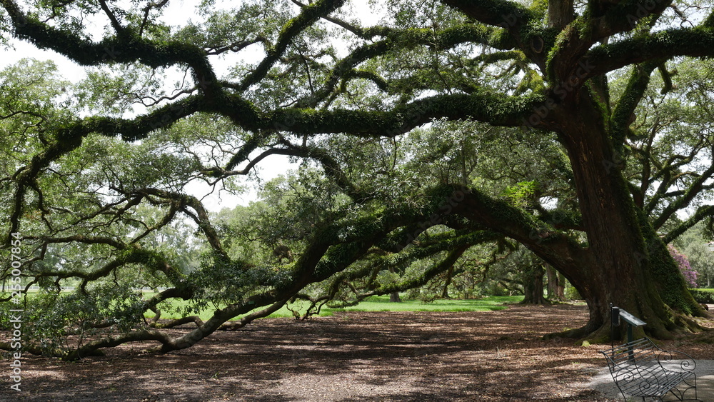 Fototapeta premium oak