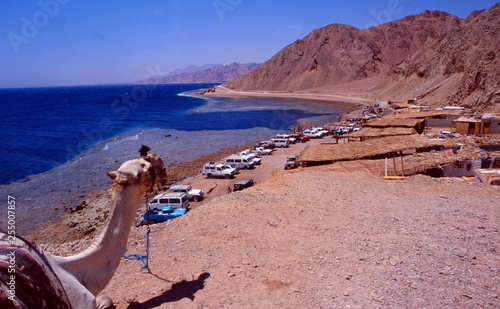 Egypt: A camel overlooking the Blue hole diving spot near Dahab in the Sinai desert