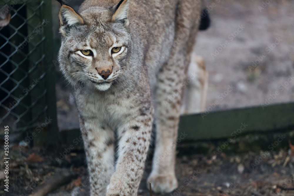 lynx in winter close up portoirt lynx in winter close up portoirt