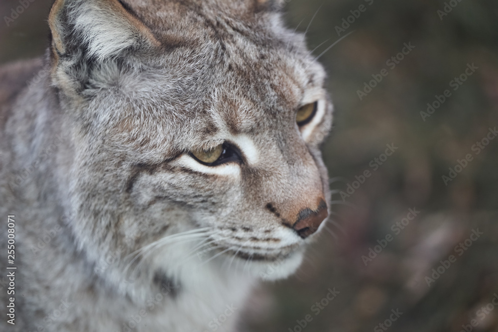 lynx in winter close up portoirt lynx in winter close up portoirt