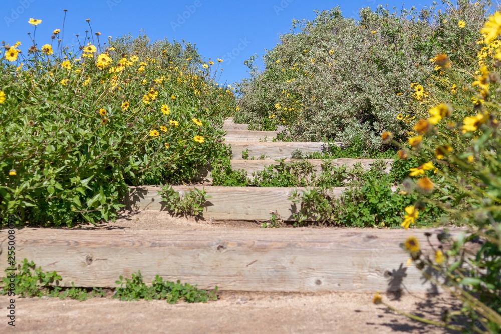 yellow flowers by stairs against blue sky