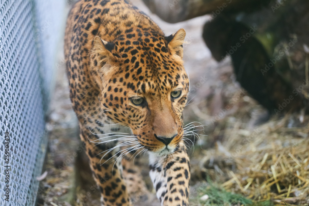 Obraz premium Close up leopard in pine frost simulation 