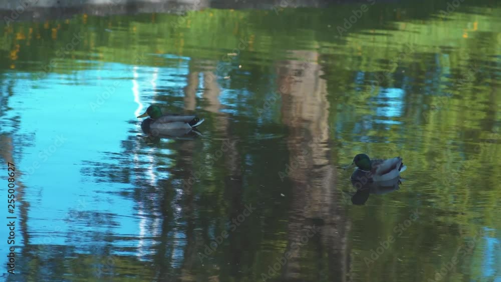 Two ducks are swimmong in pond in park Two ducks are swimmong in pond in park