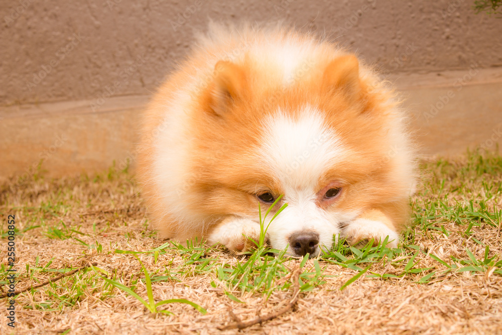 Cão Cão