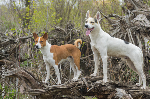 Basenji with cross-breed of hunting and northern dogs standing on a root of fallen tree and watching