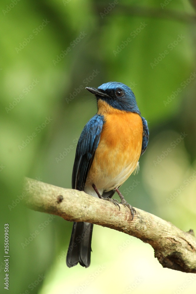 Fototapeta premium blue bird on a branch