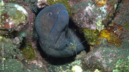 Incredible Underwater World - Yellowmargin moray - Gymnothorax flavimarginatus + White-striped cleaner shrimp - Lysmata amboinensis. Bali. photo