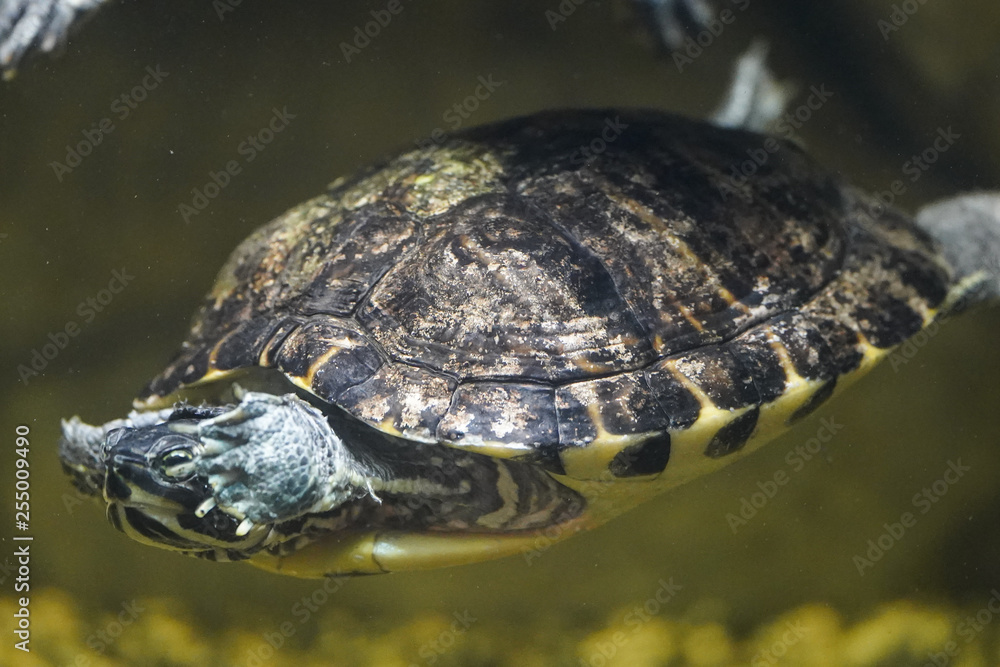 Fototapeta premium turtle in water