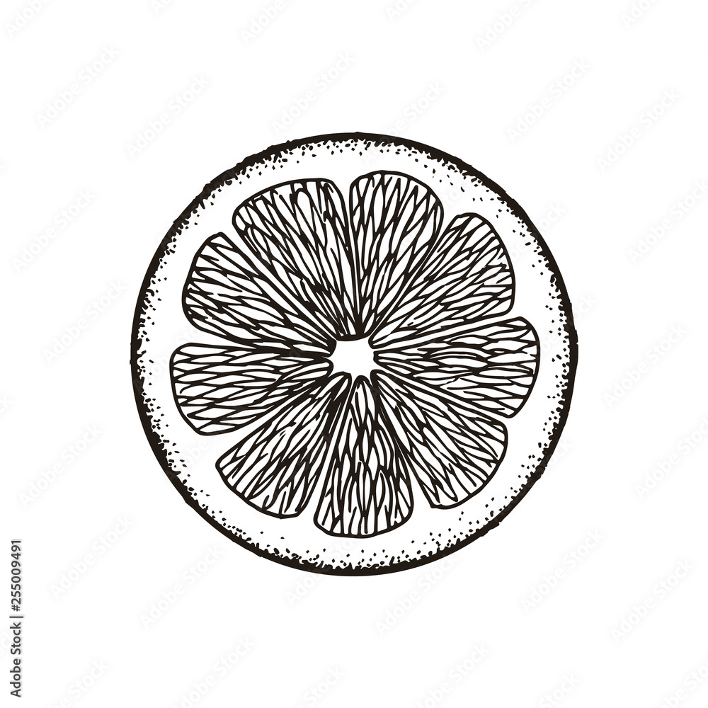 Slice slice of lemon, orange, grapefruit, lime. Chalk sketch. Hand drawn vector illustration. Retro style