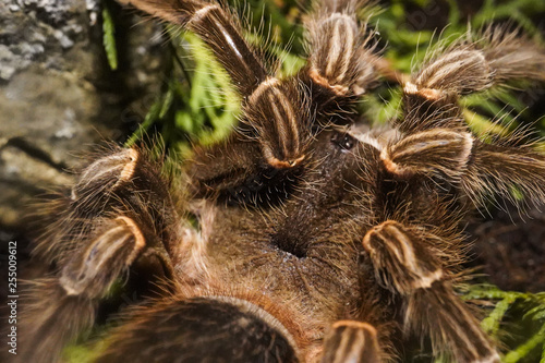 big spider close up 