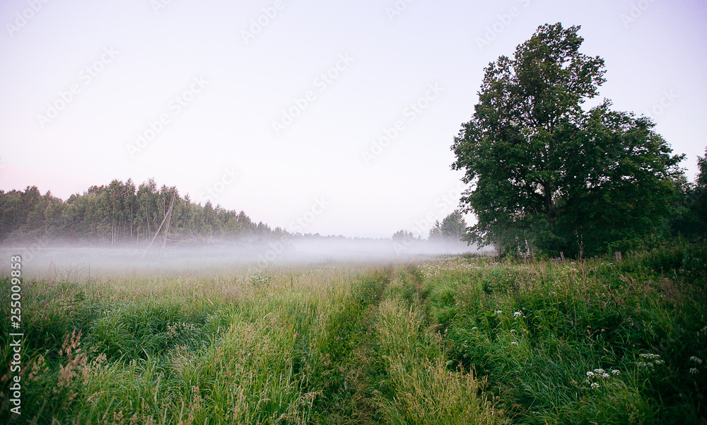 Obraz premium Beautiful thick fog sunrise Autumn Fall landscape over fields with treetops visible through fog