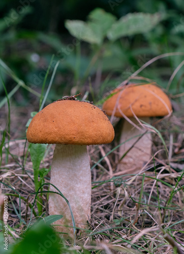 Red-capped scaber stalk mushroom