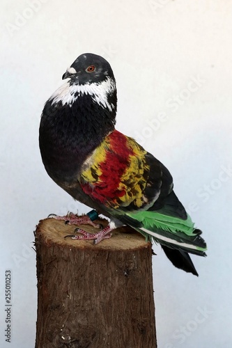 palomas