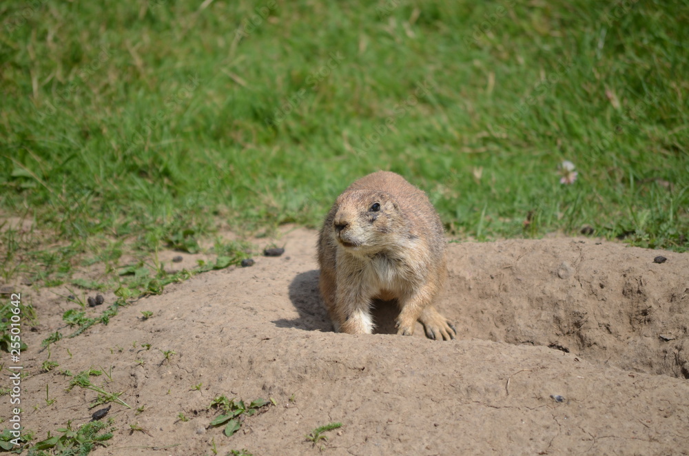 Erdmännchen Suricata suricatta Erdmännchen Suricata suricatta