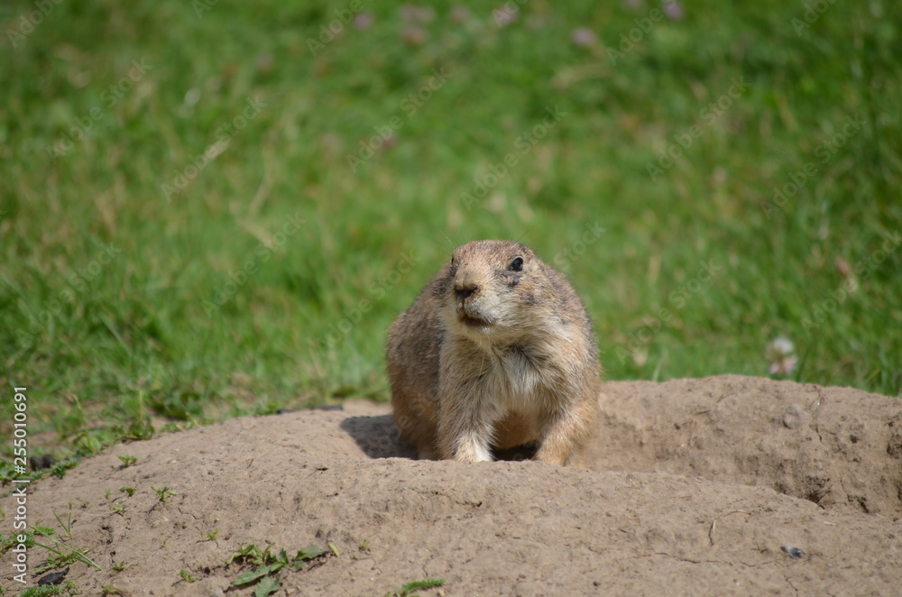 Erdmännchen Suricata suricatta Erdmännchen Suricata suricatta
