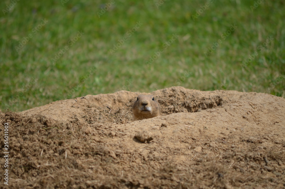 Erdmännchen