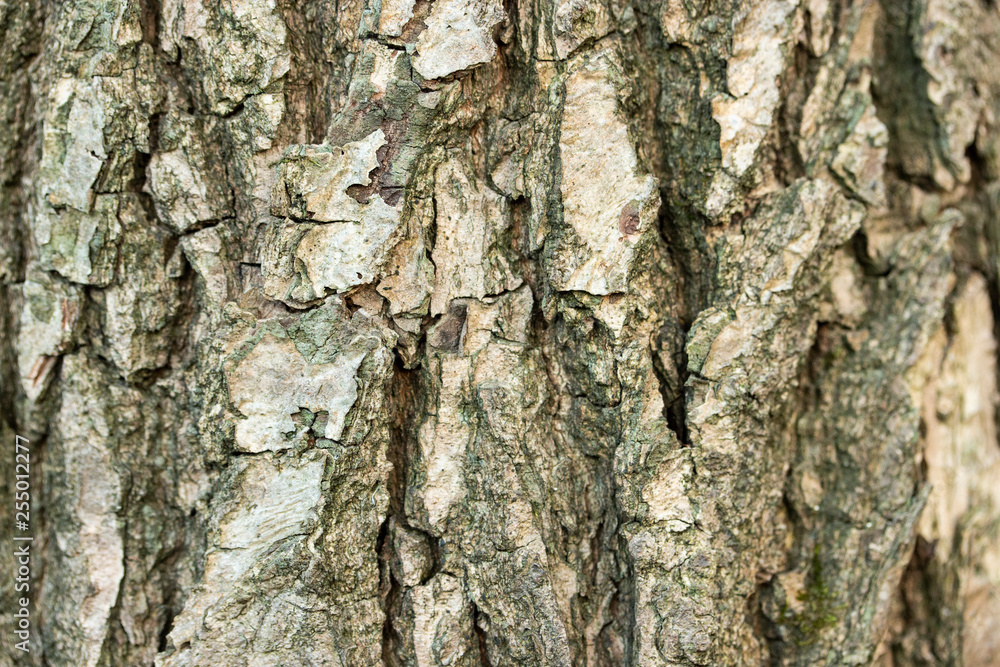 Bark of a gray-green tree with deep furrows, texture, close-up Bark of a gray-green tree with deep furrows, texture, close-up