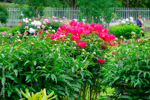 Blooming peonies in summer park. Colorful floral composition, gentle background. Walking people in the garden. Beautifil photo for poster, print, design, nature calendar, web. Delicate garden design