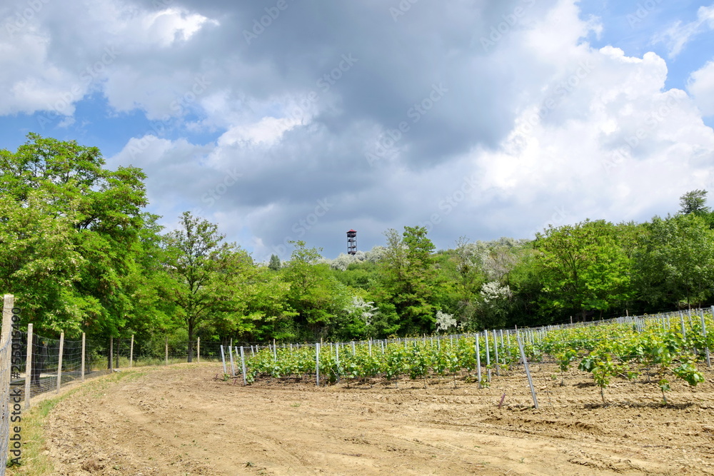 Fototapeta premium Grapevine in a Row Field Stock Photo