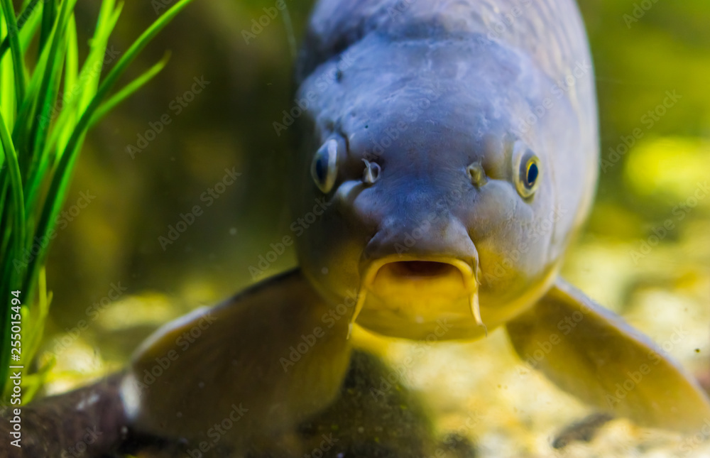 funny european carp face in closeup, popular fish from the waters