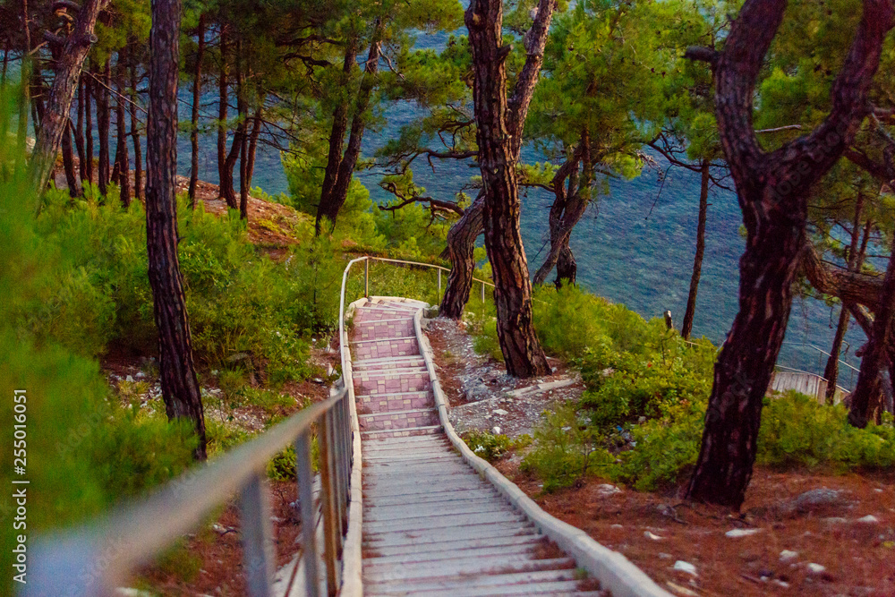 A narrow Staircase among pine trees leading down to the sea