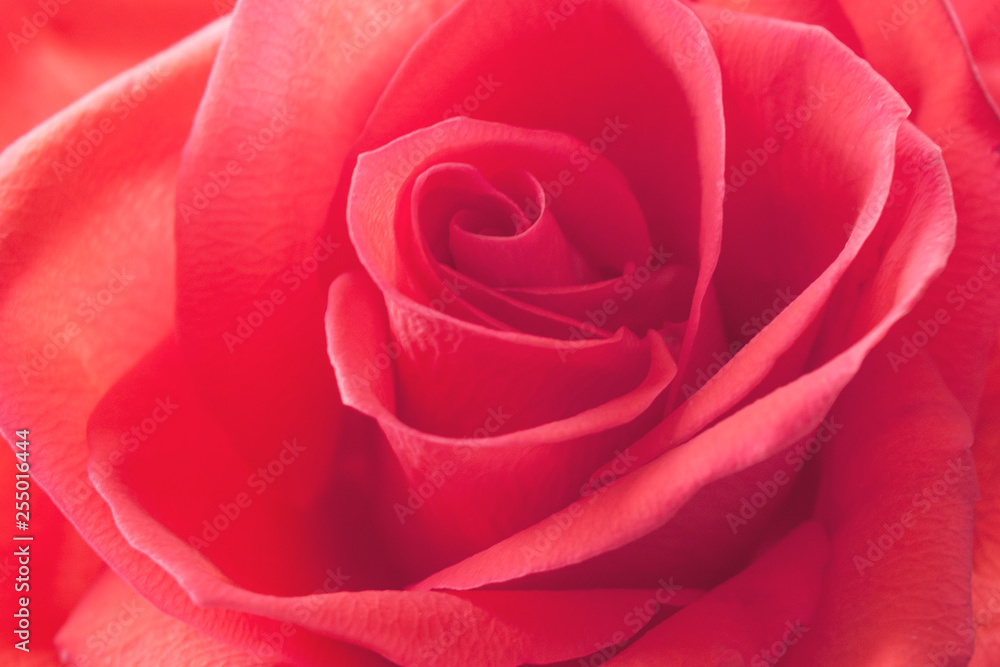 Single red rose as a texture (closeup, background) Single red rose as a texture (closeup, background)