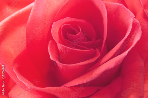 Single red rose as a texture  closeup  background 